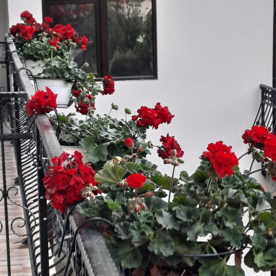 Casa Dana Olteanu Hotel Moeciu De Sus Eksteriør billede